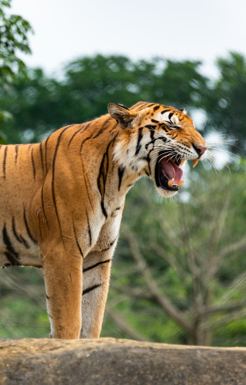 a tiger is standing on top of a rock with its mouth open